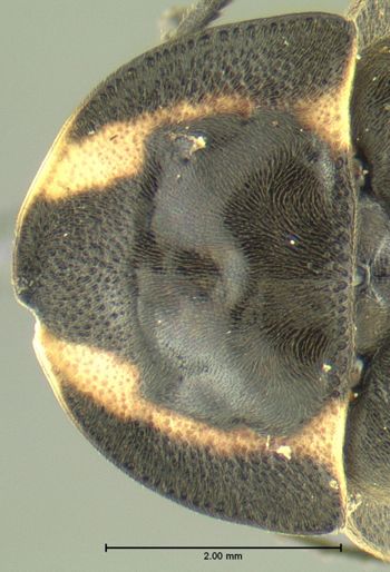 Media type: image;   Entomology 612504 Aspect: pronotum dorsal